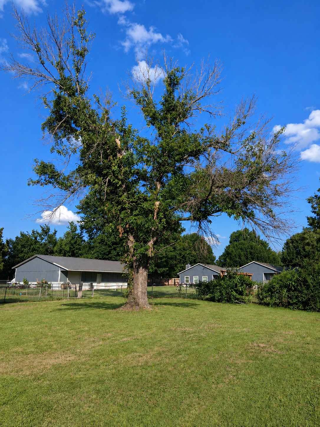 Cleared yard after cleanup